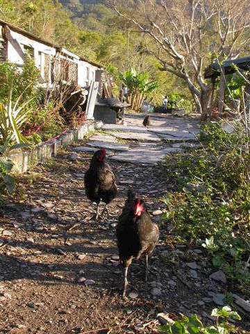 按此在新視窗瀏覽圖片