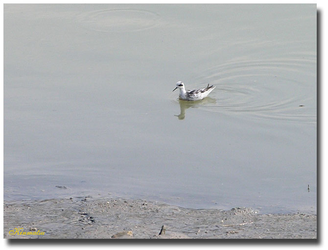 «ö¦¹¦b·sµøµ¡ÂsÄý¹Ï¤ù