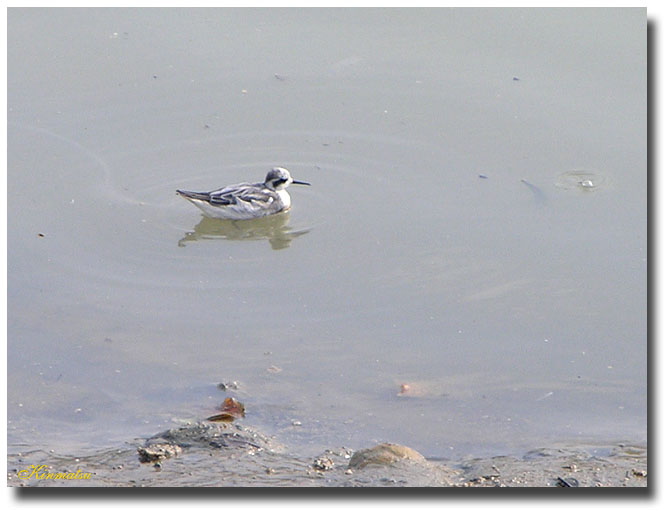 «ö¦¹¦b·sµøµ¡ÂsÄý¹Ï¤ù