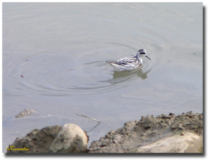 «ö¦¹¦b·sµøµ¡ÂsÄý¹Ï¤ù