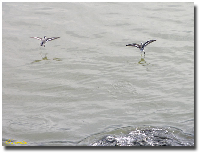 «ö¦¹¦b·sµøµ¡ÂsÄý¹Ï¤ù