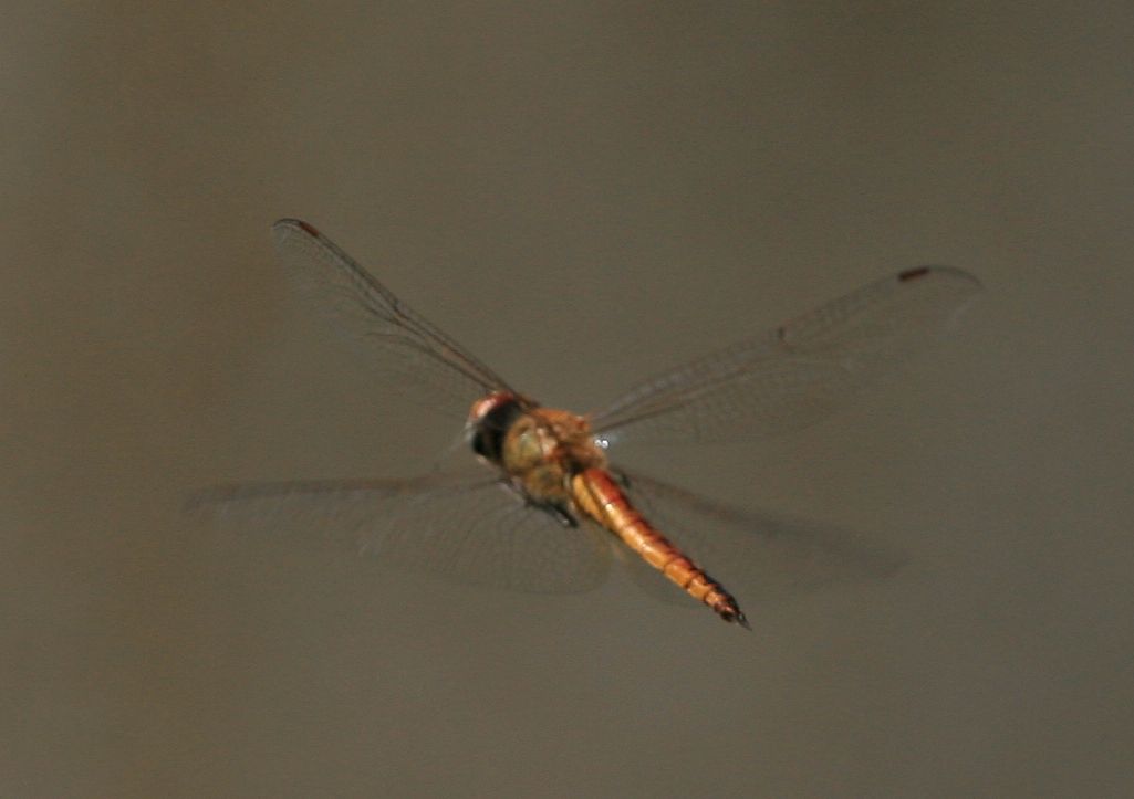 «ö¦¹¦b·sµøµ¡ÂsÄý¹Ï¤ù