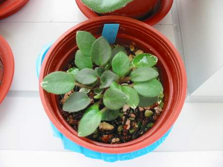 «ö¦¹¦b·sµøµ¡ÂsÄý¹Ï¤ù