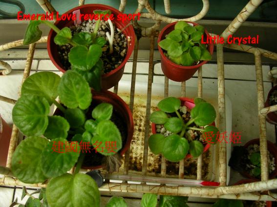 «ö¦¹¦b·sµøµ¡ÂsÄý¹Ï¤ù