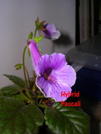 «ö¦¹¦b·sµøµ¡ÂsÄý¹Ï¤ù