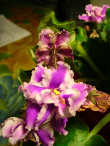 按此在新視窗瀏覽圖片