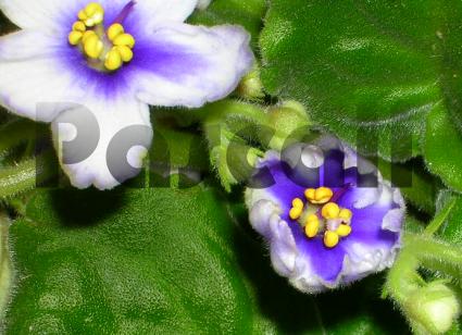 «ö¦¹¦b·sµøµ¡ÂsÄý¹Ï¤ù