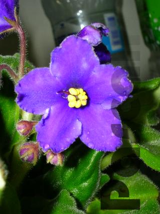 «ö¦¹¦b·sµøµ¡ÂsÄý¹Ï¤ù