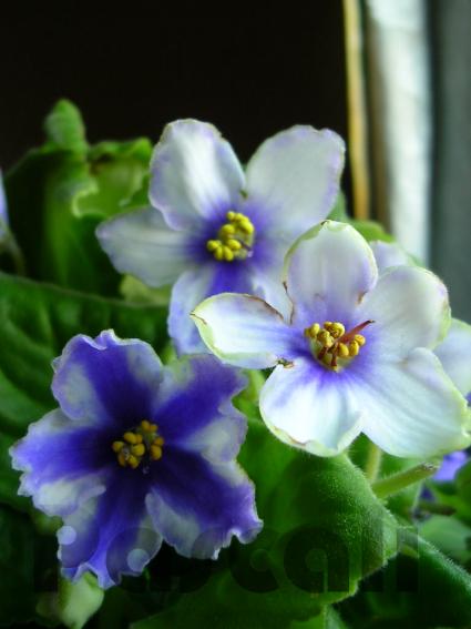 «ö¦¹¦b·sµøµ¡ÂsÄý¹Ï¤ù