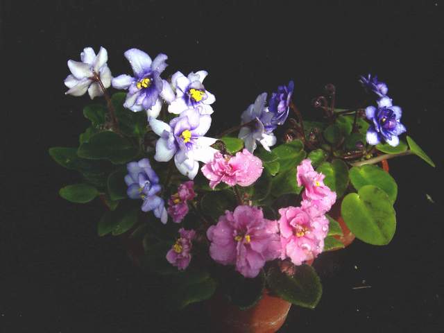 «ö¦¹¦b·sµøµ¡ÂsÄý¹Ï¤ù