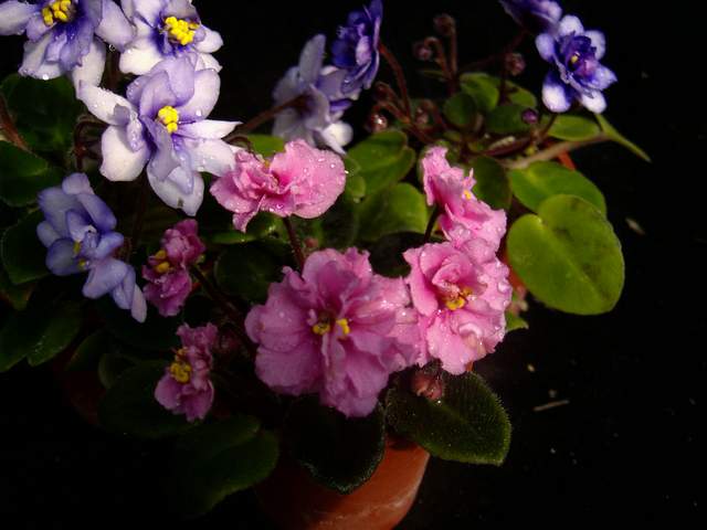 «ö¦¹¦b·sµøµ¡ÂsÄý¹Ï¤ù