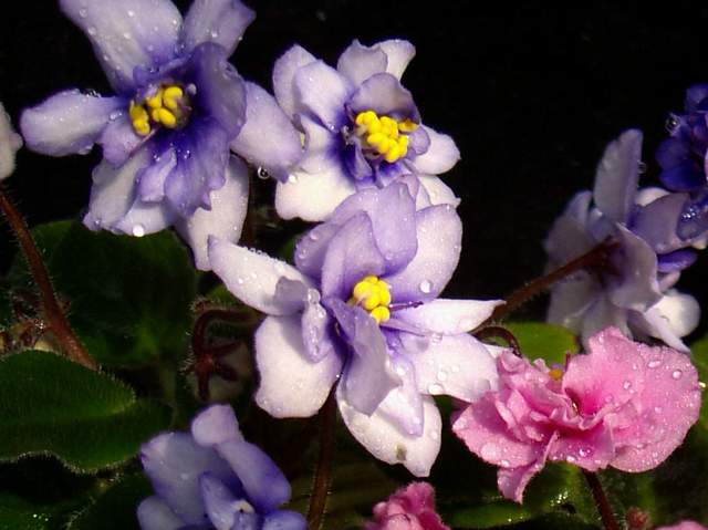 «ö¦¹¦b·sµøµ¡ÂsÄý¹Ï¤ù