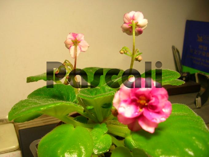 «ö¦¹¦b·sµøµ¡ÂsÄý¹Ï¤ù