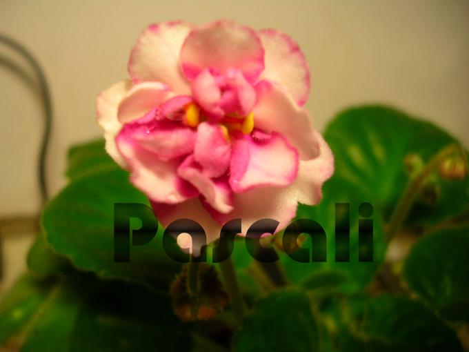 «ö¦¹¦b·sµøµ¡ÂsÄý¹Ï¤ù