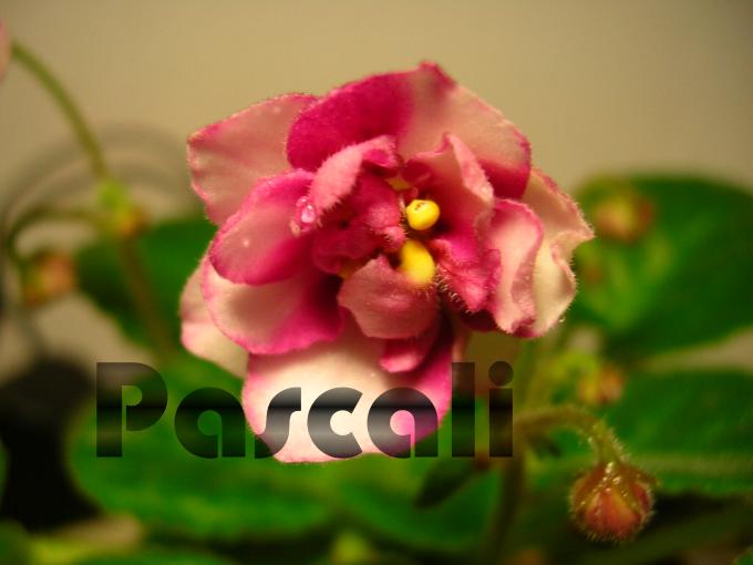 «ö¦¹¦b·sµøµ¡ÂsÄý¹Ï¤ù