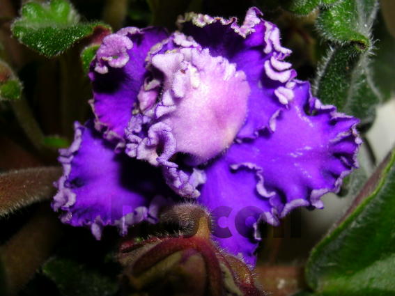 «ö¦¹¦b·sµøµ¡ÂsÄý¹Ï¤ù