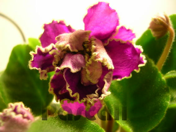 «ö¦¹¦b·sµøµ¡ÂsÄý¹Ï¤ù