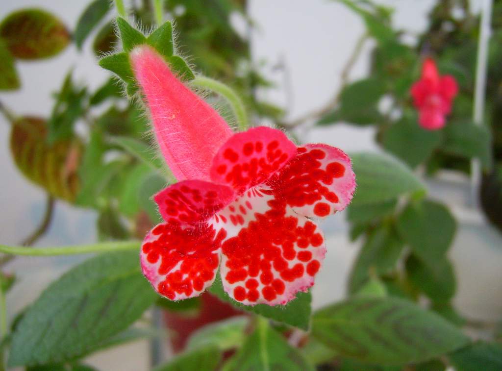 «ö¦¹¦b·sµøµ¡ÂsÄý¹Ï¤ù