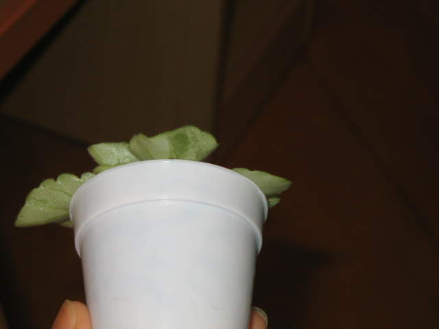 «ö¦¹¦b·sµøµ¡ÂsÄý¹Ï¤ù