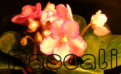 «ö¦¹¦b·sµøµ¡ÂsÄý¹Ï¤ù