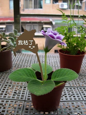 «ö¦¹¦b·sµøµ¡ÂsÄý¹Ï¤ù