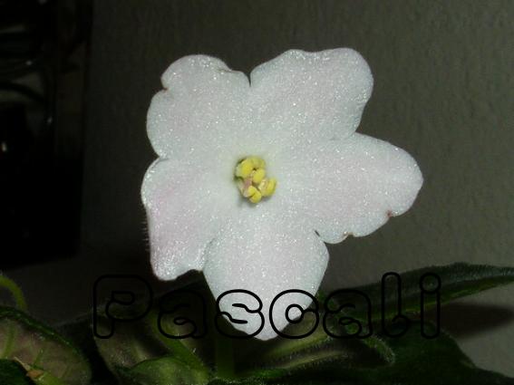 «ö¦¹¦b·sµøµ¡ÂsÄý¹Ï¤ù