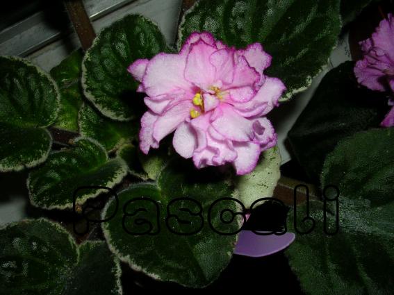 «ö¦¹¦b·sµøµ¡ÂsÄý¹Ï¤ù