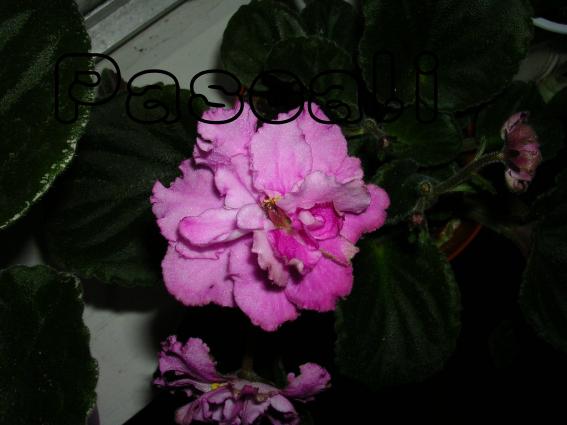 «ö¦¹¦b·sµøµ¡ÂsÄý¹Ï¤ù