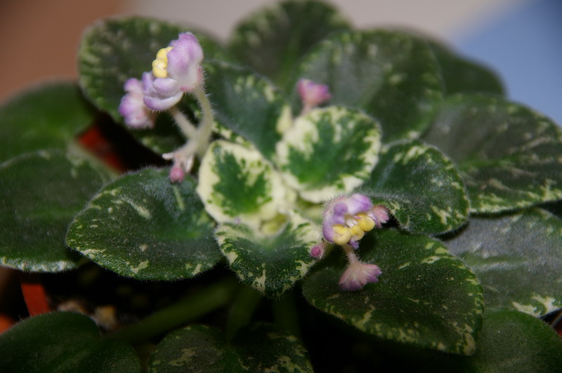 «ö¦¹¦b·sµøµ¡ÂsÄý¹Ï¤ù