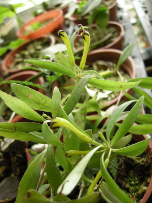 «ö¦¹¦b·sµøµ¡ÂsÄý¹Ï¤ù