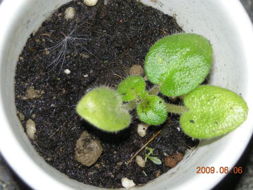 «ö¦¹¦b·sµøµ¡ÂsÄý¹Ï¤ù