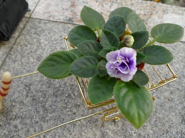 «ö¦¹¦b·sµøµ¡ÂsÄý¹Ï¤ù