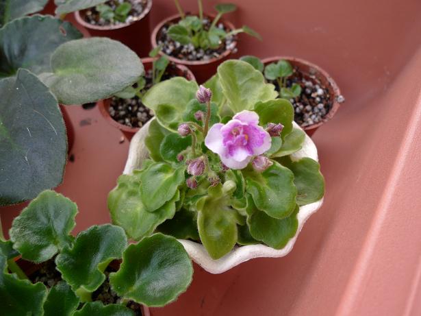 «ö¦¹¦b·sµøµ¡ÂsÄý¹Ï¤ù