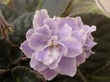 «ö¦¹¦b·sµøµ¡ÂsÄý¹Ï¤ù