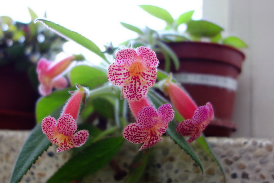 按此在新視窗瀏覽圖片