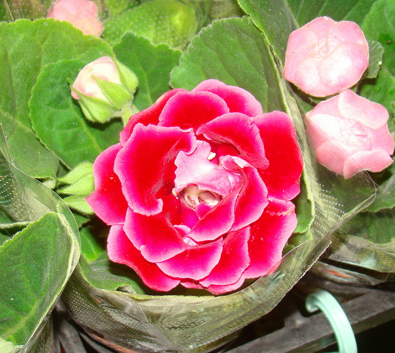 按此在新視窗瀏覽圖片