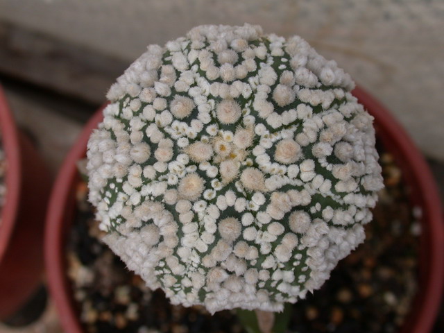  Astrophytum asterias cv. 'Hanazono kabuto' 