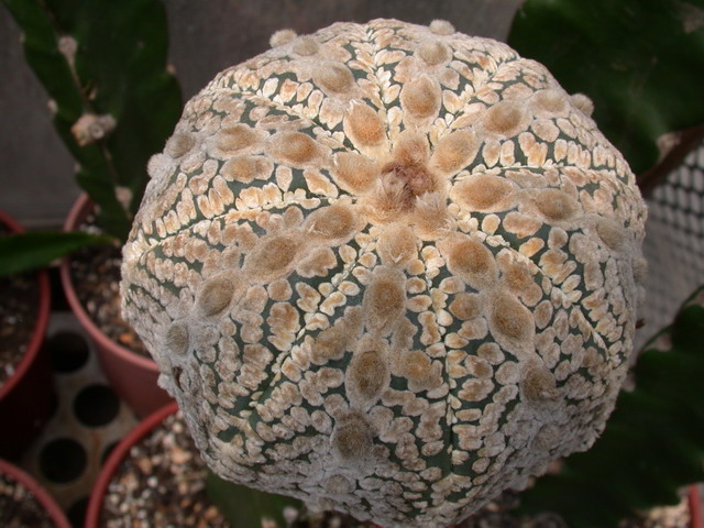 W Astrophytum asterias cv. 'super kabuto' 