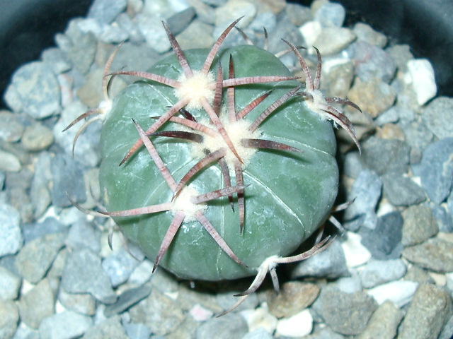 Y Echinocactus horizonthalonius