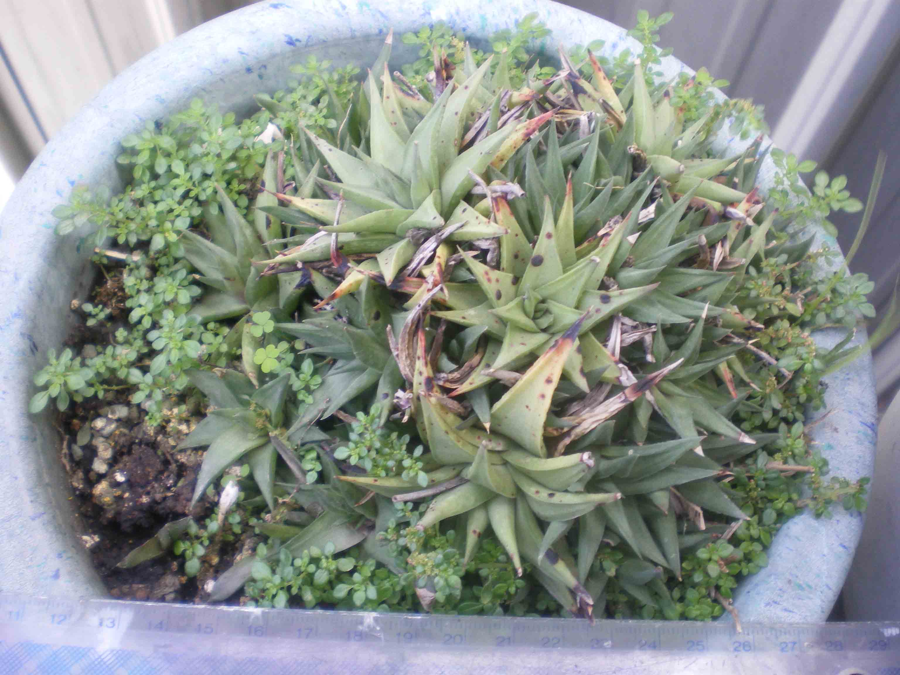 «ö¦¹¦b·sµøµ¡ÂsÄý¹Ï¤ù