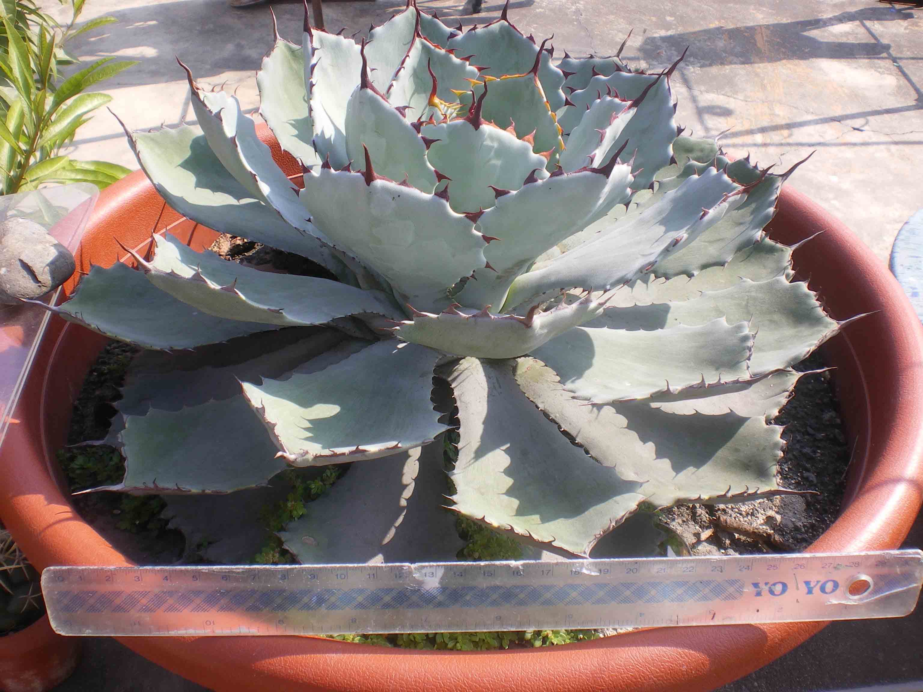 «ö¦¹¦b·sµøµ¡ÂsÄý¹Ï¤ù