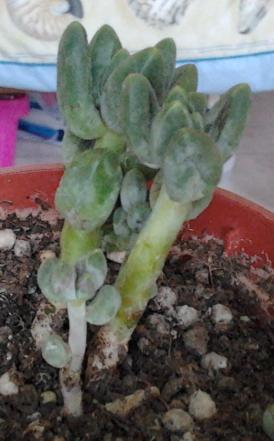 «ö¦¹¦b·sµøµ¡ÂsÄý¹Ï¤ù