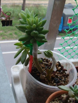 «ö¦¹¦b·sµøµ¡ÂsÄý¹Ï¤ù