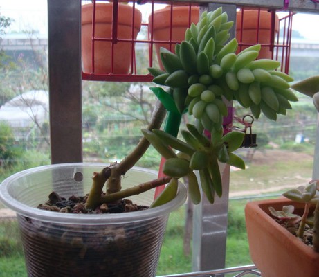 «ö¦¹¦b·sµøµ¡ÂsÄý¹Ï¤ù