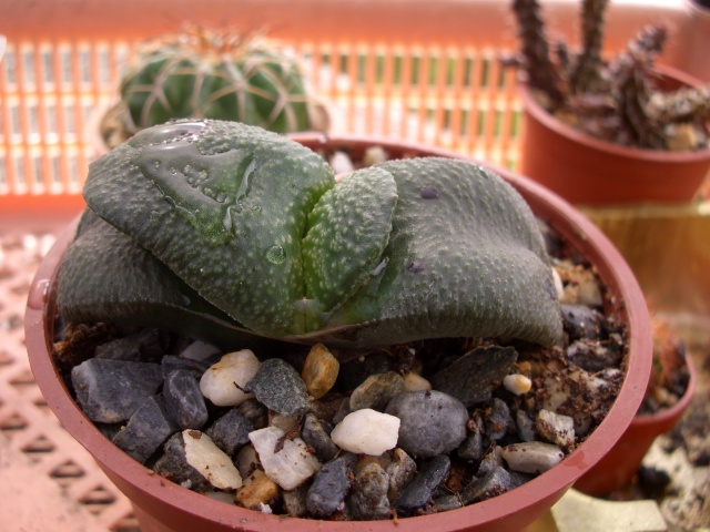 按此在新視窗瀏覽圖片