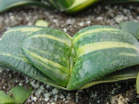 按此在新視窗瀏覽圖片