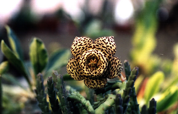 按此在新視窗瀏覽圖片