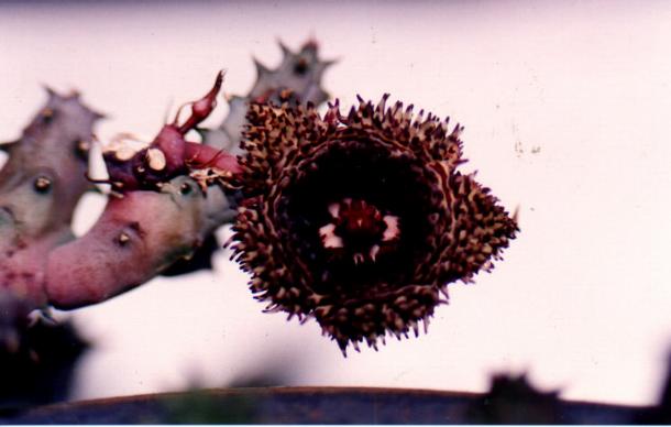 按此在新視窗瀏覽圖片