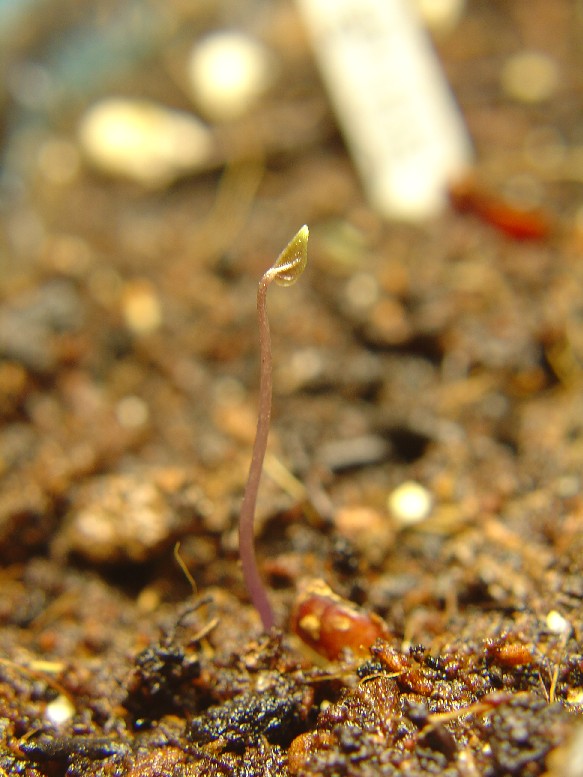 «ö¦¹¦b·sµøµ¡ÂsÄý¹Ï¤ù