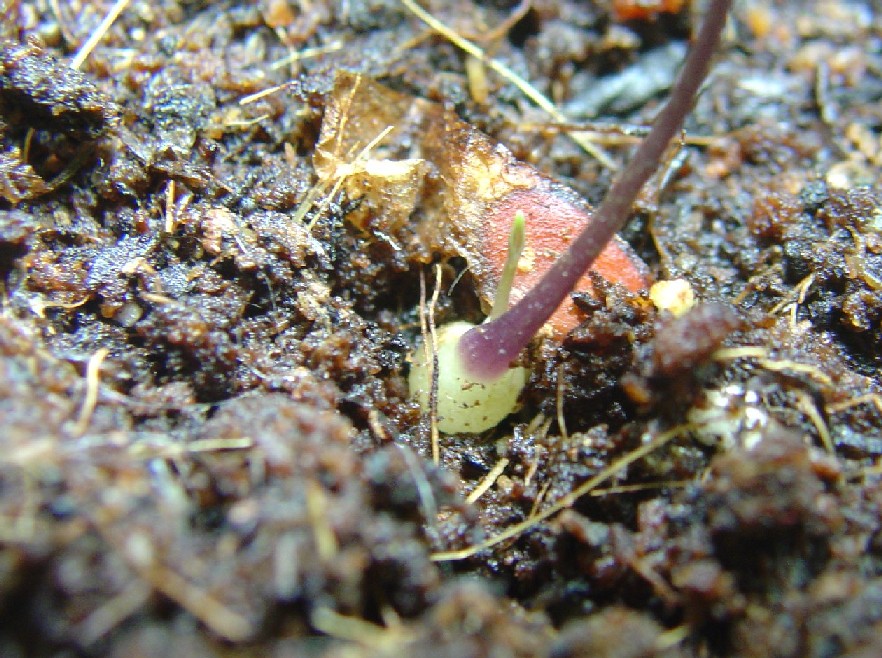 «ö¦¹¦b·sµøµ¡ÂsÄý¹Ï¤ù